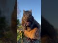 Morning sunshine 🌞 cute Baby Roo adorable black squirrel 🐿