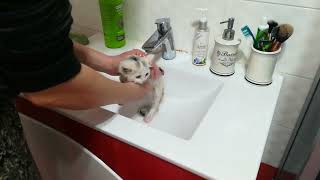 A foster kitten and his first bath