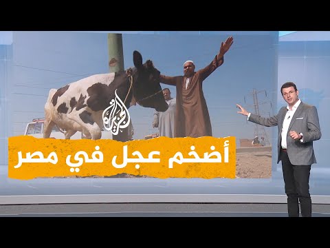 شبكات | أضخم عجل في مصر.. ماذا يأكل؟