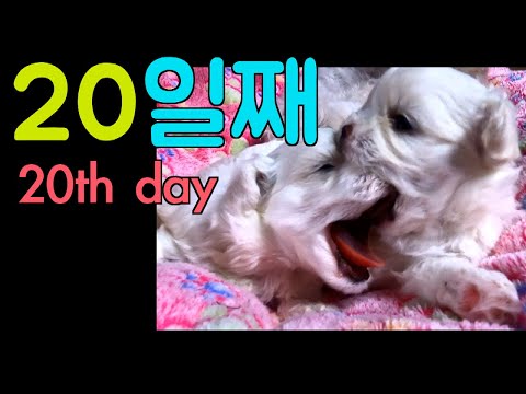 [Maltese] 359탄. 20일째 말티즈 아기들 <strong>Twenty</strong> days Maltese babies.