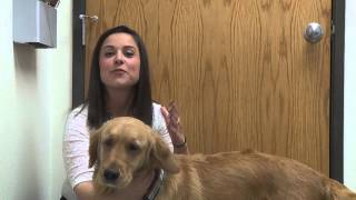 FEAR-FREE VET