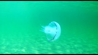 Крым. Поповка. Черное море под водой./ Crimea. Popovka. Black Sea underwater.