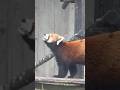 #shorts ミストを気持ち良く浴びた様に見えたメイタちゃん　レッサーパンダ　千葉市動物公園にて　2026年7月5日