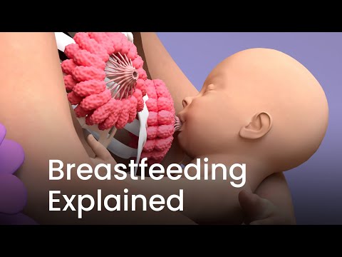 Breastfeeding 3D Animation Explained