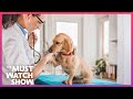 Veterinary Nurses: The Everyday Heroes Who Care For Your Pets And Animals (Must Watch)