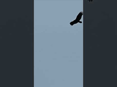 Fly 🐦