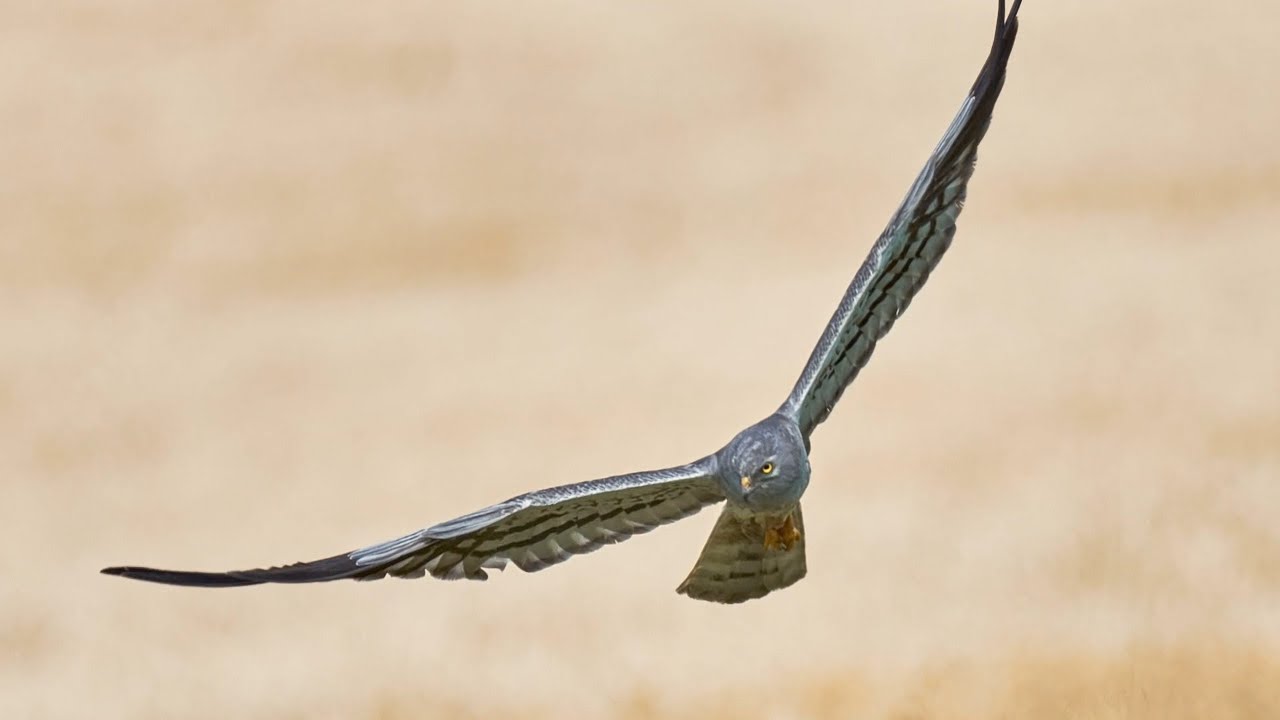 Вещание Гамаюна 4 3 Земля, ветер, огонь Лунь луговой - YouTube