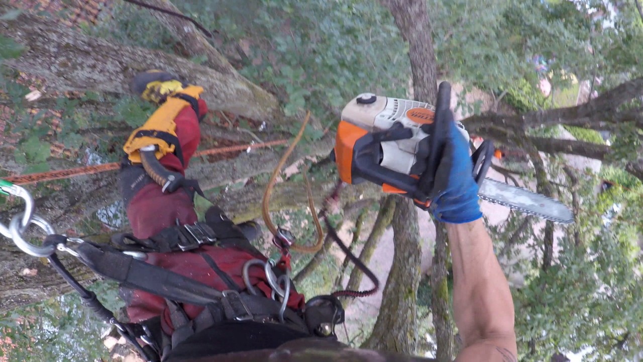 Advanced tree climbing tree care over the roof with Spiderjack 3