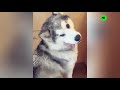 Silly Dogs Compilation