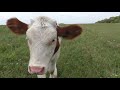 Коровы и телята на лугу  Брянская область