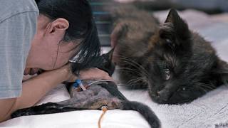 Apaixonei-me por um gato de rua e tornei-me o seu guardião.