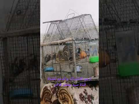 طياريات بلبل وحشي راكد