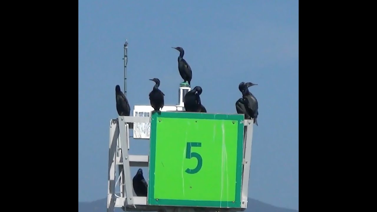 horseshoe bend SHARK and LCA Fight Taxpayer-Funded Mass Slaughter of Cormorants