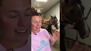 Breeding season update part 2 #horses #equestrian #animals #aqha #horsegirl #farmlife