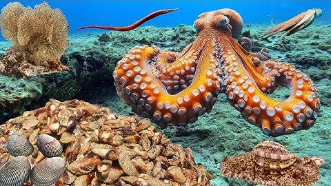 Con Bạch Tuộc Xấu Số Nằm Ngay Ổ Sò Chuối Ở Điểm Lặn Gần Bờ | Cảnh 86