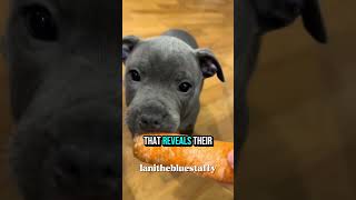 Staffordshirebullterrier A.k.a Staffy Dog.