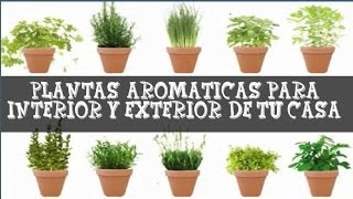 Aromatic plants inside and outside home