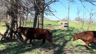 Moving The Cows To Fresh Pasture