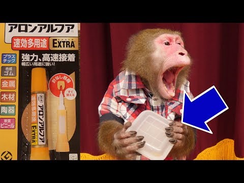 相棒のお猿さんの「おやつケース」を瞬間接着剤で開かなくしてみたら天才すぎた【ドッキリ】
