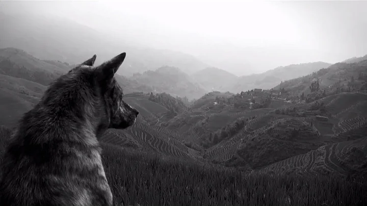 The Joy Formidable - Wolf's Law [Official Video]