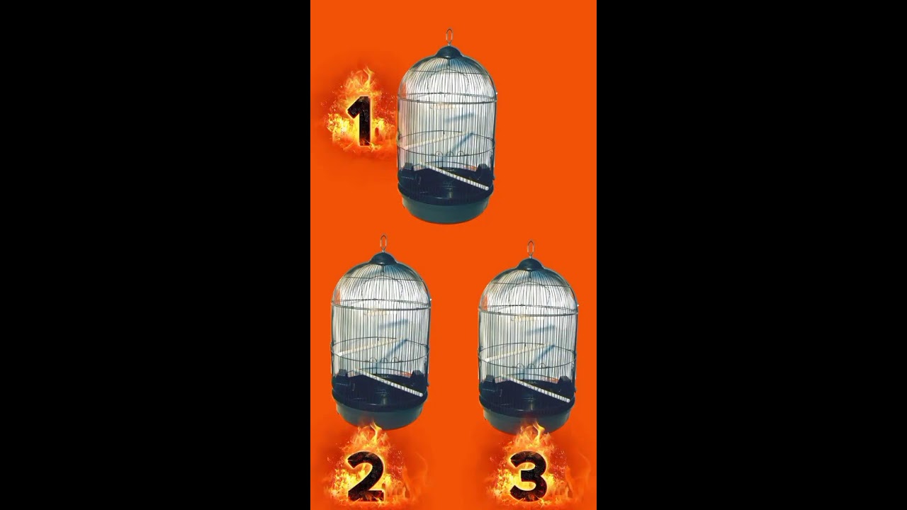 সবচেয়ে বুদ্ধিমান ছেলেকে দেখা যাবে এবার 😱 part 3#shortlive#live