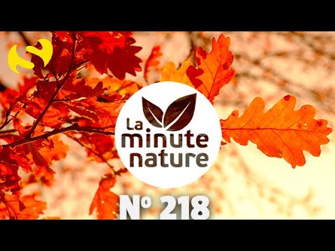 Vidéo: Les arbres à feuilles persistantes changent-ils de couleurs ?