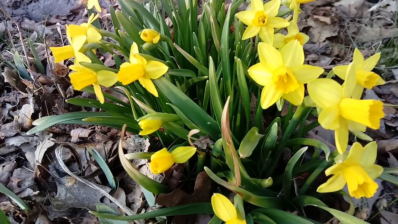 Mini Daffodils in full bloom garden vlog 008 3520 YouTube
