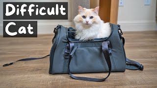How to get Your Cat into a Pet Carrier | The Cat Butler