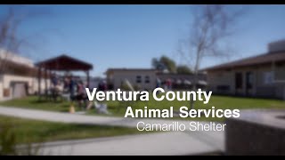 Ventura County Animal Services Camarillo