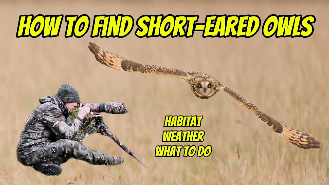 How to find Short-eared owls