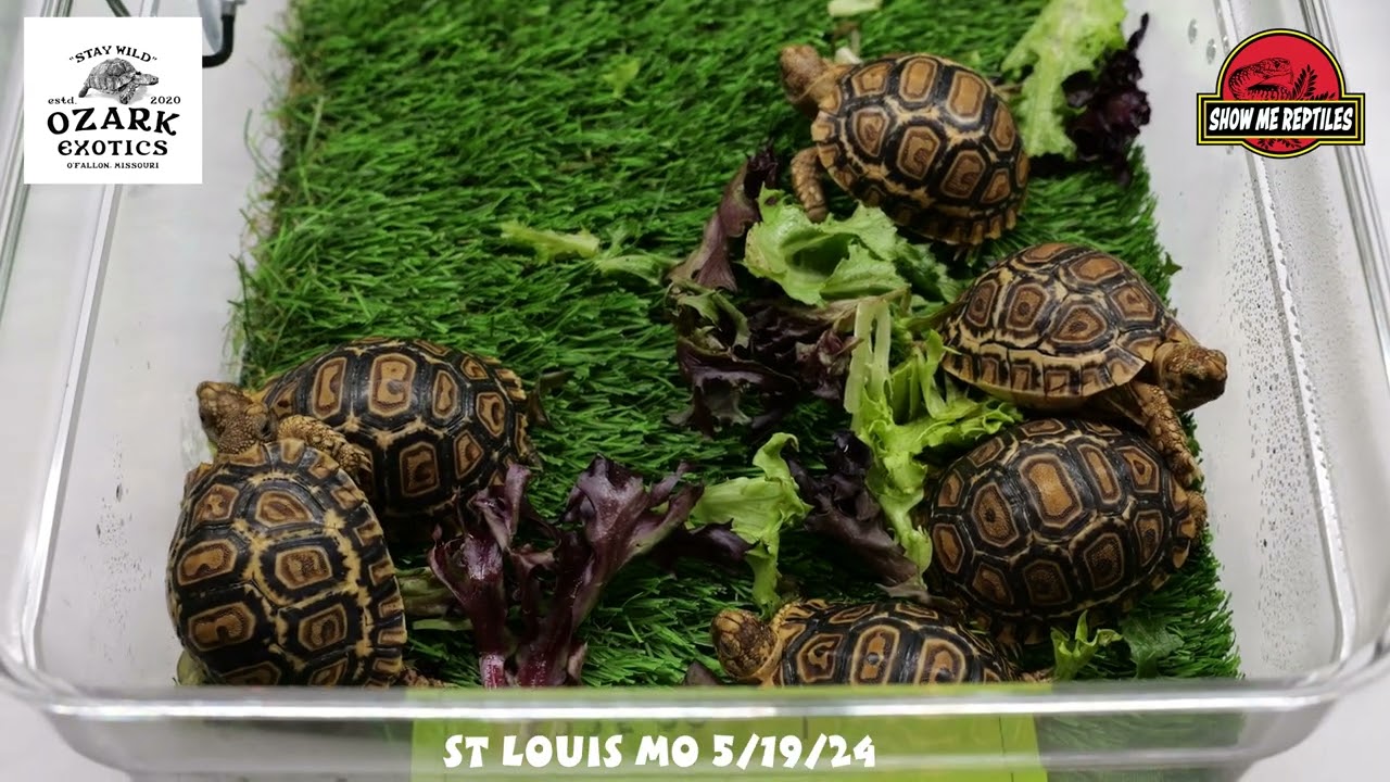 Vendor Visit Ozark Exotics St Louis 5/19/24