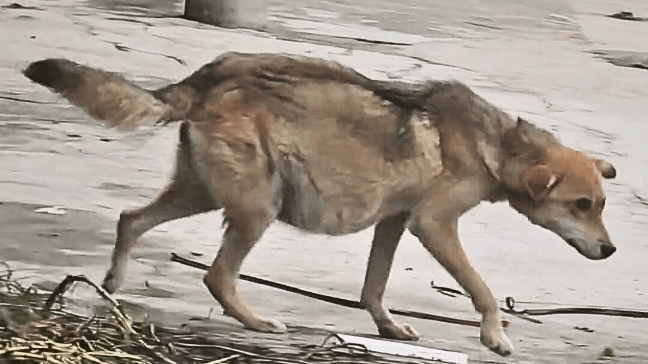 Бездомная собака с большим животом просила помощи. Я думал о родах, но слова врача разбили сердце…