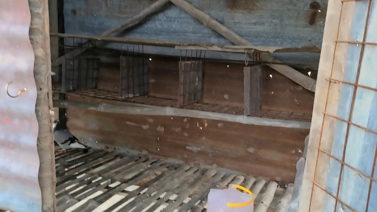 Loft tour #loft #pigeonhouse #pigeon #pets #birds