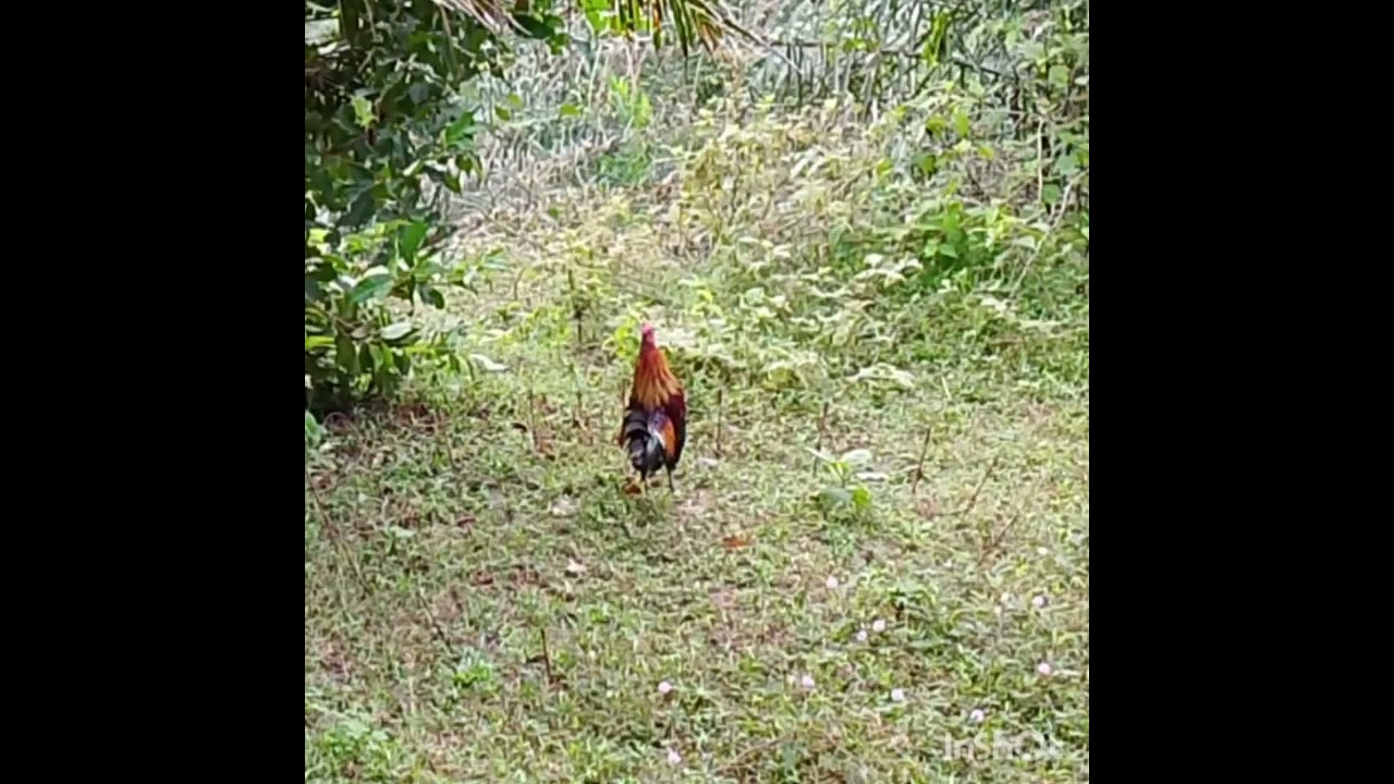 Datang lngsung Tarung 