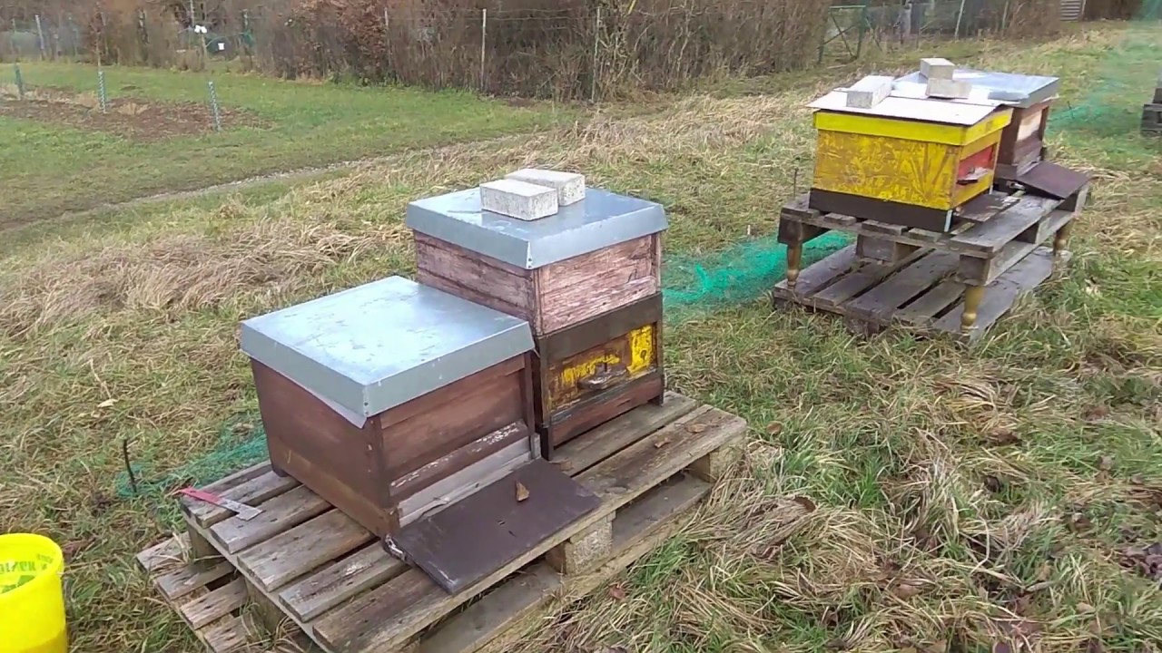 Bienen Reizfütterung Eiweißfutterteig Feb. 2020