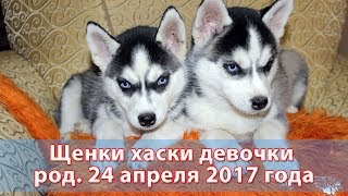 Предлагаем щенков хаски девочки родились 24 апреля 2017 года Предлагаем щенков хаски девочки родились 24 апреля 2017 года