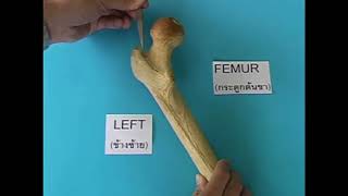 Musculoskeletal System: Bones of the Lower Limb