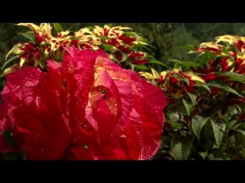 Video: What Is Joseph's Coat Amaranth – How To Grow Tricolor Amaranth Plants