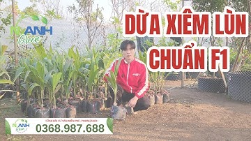 Cây Giống Dừa Xiêm Lùn - Cây giống chuẩn f1