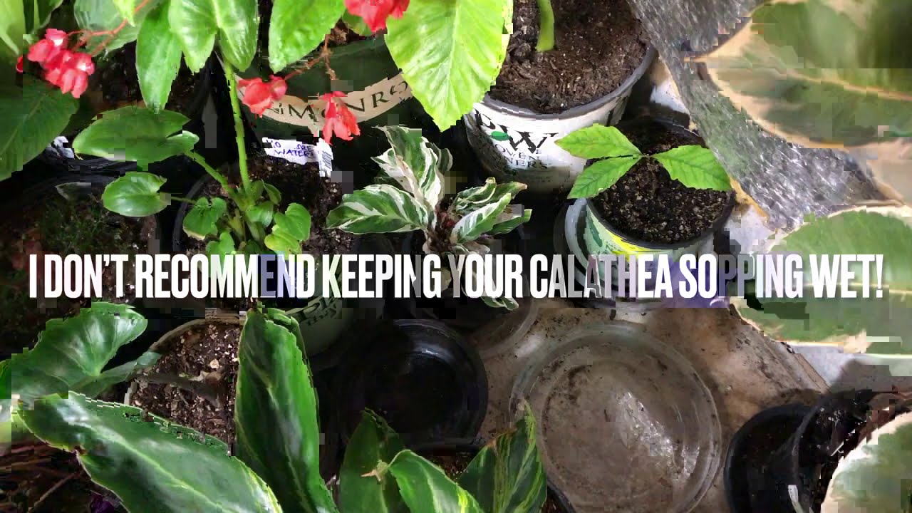 Winter Grow Space Tour - What’s Growing on? | The Barefooted Gardener