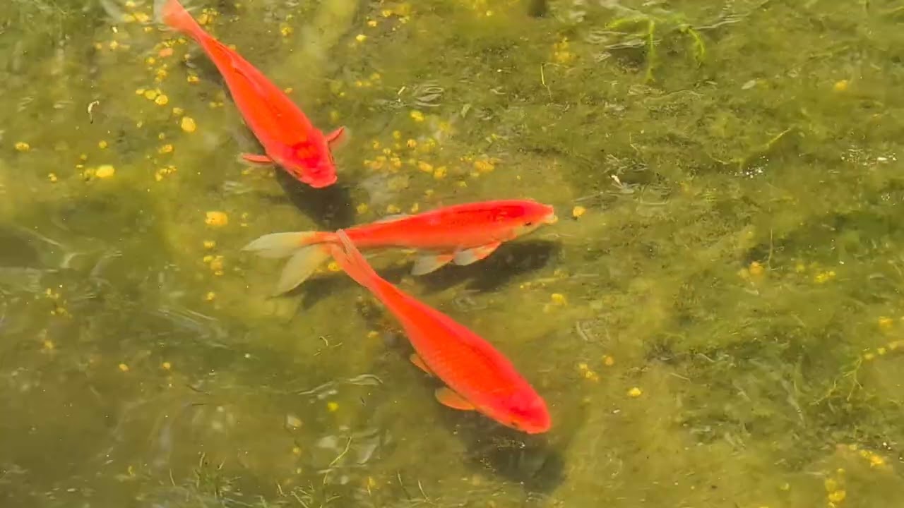 Labyrinth Heaven - Goldfish and Pond Update. Many Babies and Lilly Flowers.