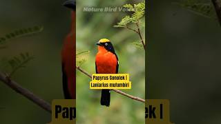 Papyrus Gonolek | Laniarius mufumbiri #birds #birdsong #birdsounds