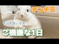 【チンチラ】チンチラ鳴き声が止まらないご機嫌な1日【動物たちと私。】