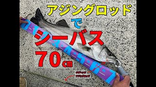 【衝撃！！限界ギリギリ】　アジングロッドで７０㎝のシーバスと格闘！！３lbのラインで１０分間のバトルの結末は・・・。鹿児島　釣り