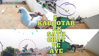 2 Naye Kabootar Ek sath Chat pe Aaye🤩 || Try To Catch new 🕊️Pigeon || Pets Vlog
