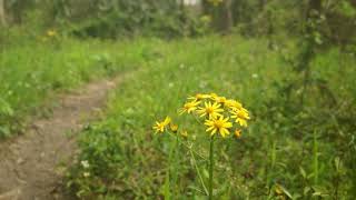 Yellow Flowers by Woodland Hiking Trail | FREE NATURE STOCK FOOTAGE
PLEASE READ FULL DESCRIPTION:
Feel free to use this Royalty Free Stock Footage in any non-commercial video projects on or off of YouTube.
If you like the footage be sure to LIKE the video and SUBSCRIBE to HELP SUPPORT the CHANNEL and to receive updates when new footage is added.
If you use any of my footage in your videos, please share a link in the comment section. Id love to see how the footage was used.
You may not re-upload this video as is to offer it as free footage on your own YouTube channel. You may not use this footage for any commercial projects without explicit written permission Yellow Flowers by Woodland Hiking Trail | FREE NATURE STOCK FOOTAGE