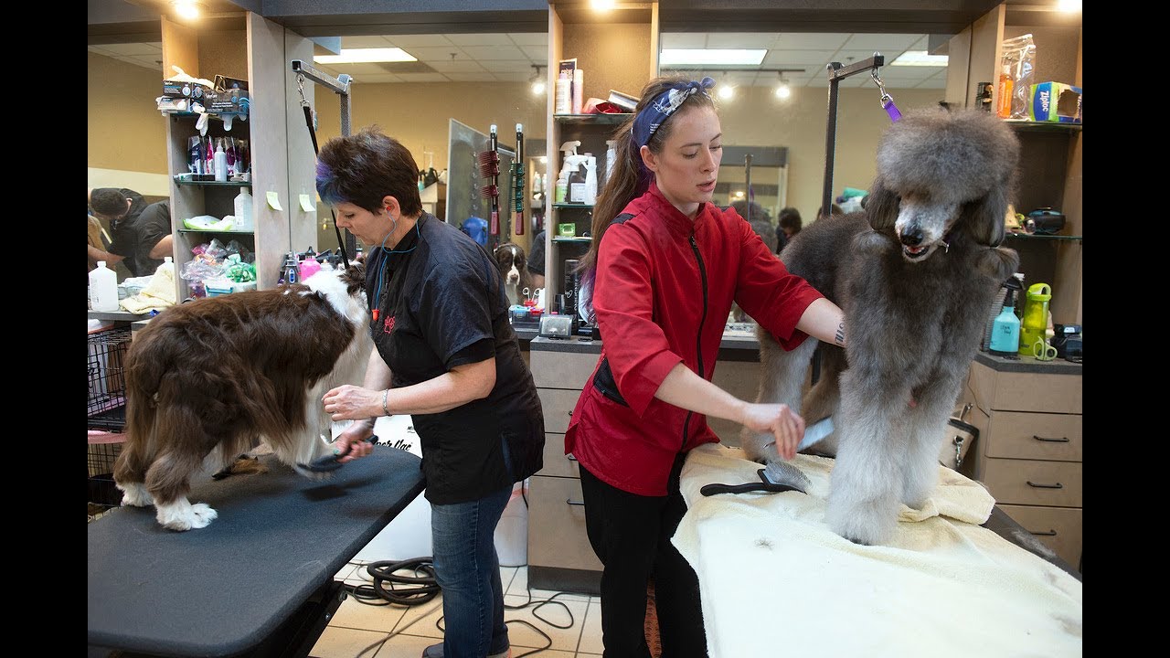 Dog grooming will take center stage at competition YouTube