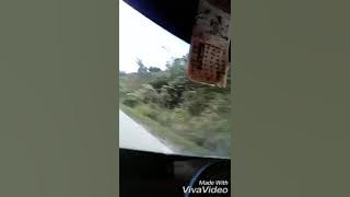 supir gokil