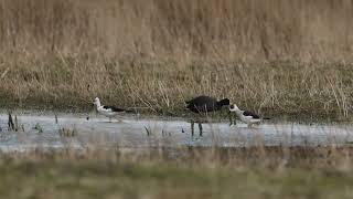 Steltkluten Lauwersmeer, 090426