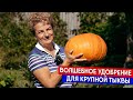 Волшебное удобрение для крупной тыквы